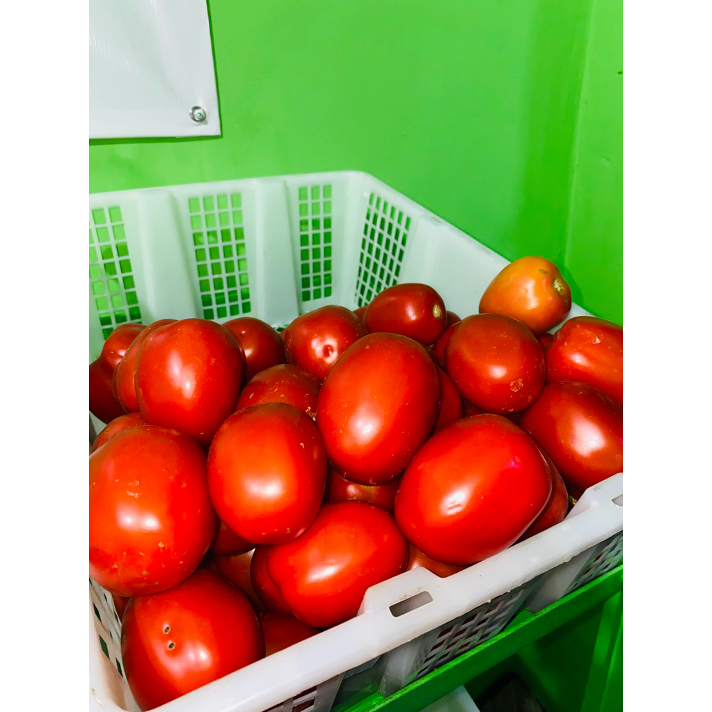 

TOMAT/TOMATO/TOMAT MERAH