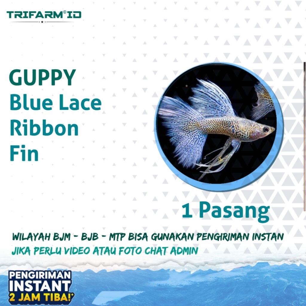 TRIFARM Benih Bibit Guppy Blue Lace Ribbon Fin Sepasang