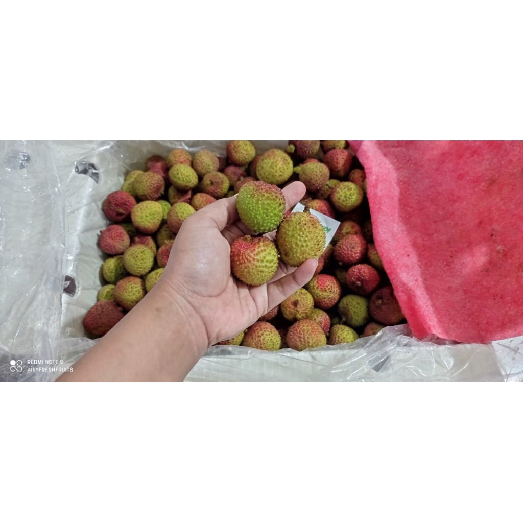 

Leci hijau