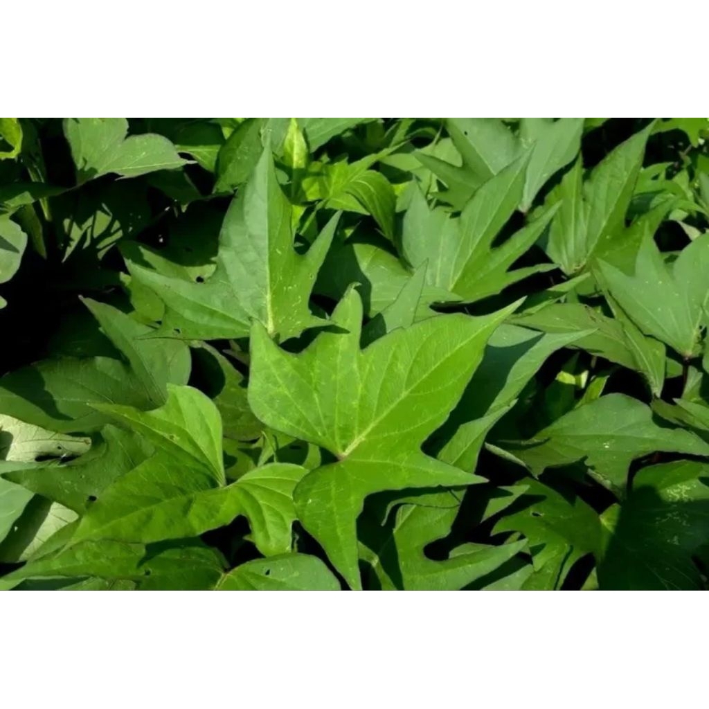 bibit ubi jalar daun glandir sayuran glandir satu ikat