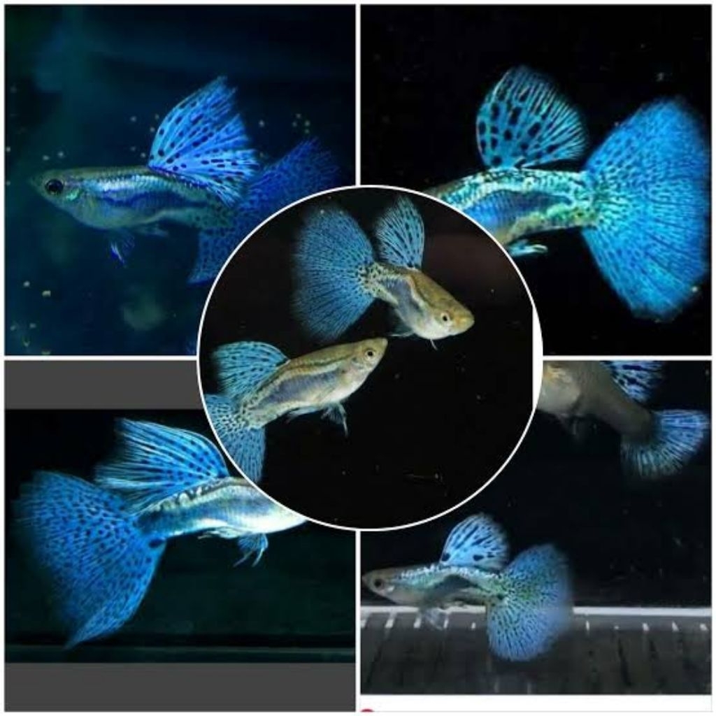 

PackingStyrofoam blue graas