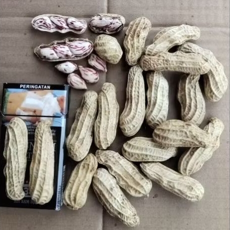 

KACANG BESAR LURIK BATIK MADU SUPER PULEN FRESH 1kg