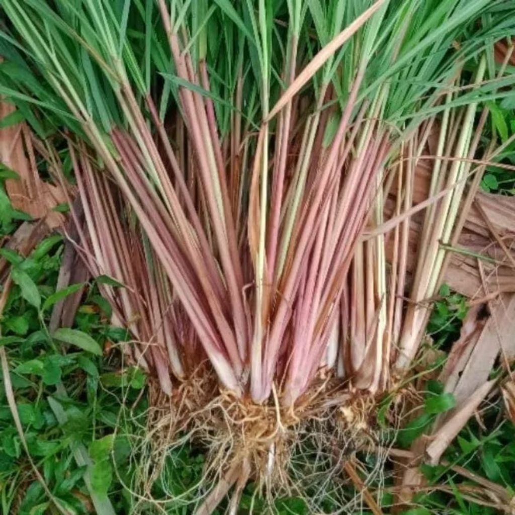 Bibit Sereh Merah | Sereh Wangi | Bibit Sereh Merah Sereh Wangi Siap Tanam