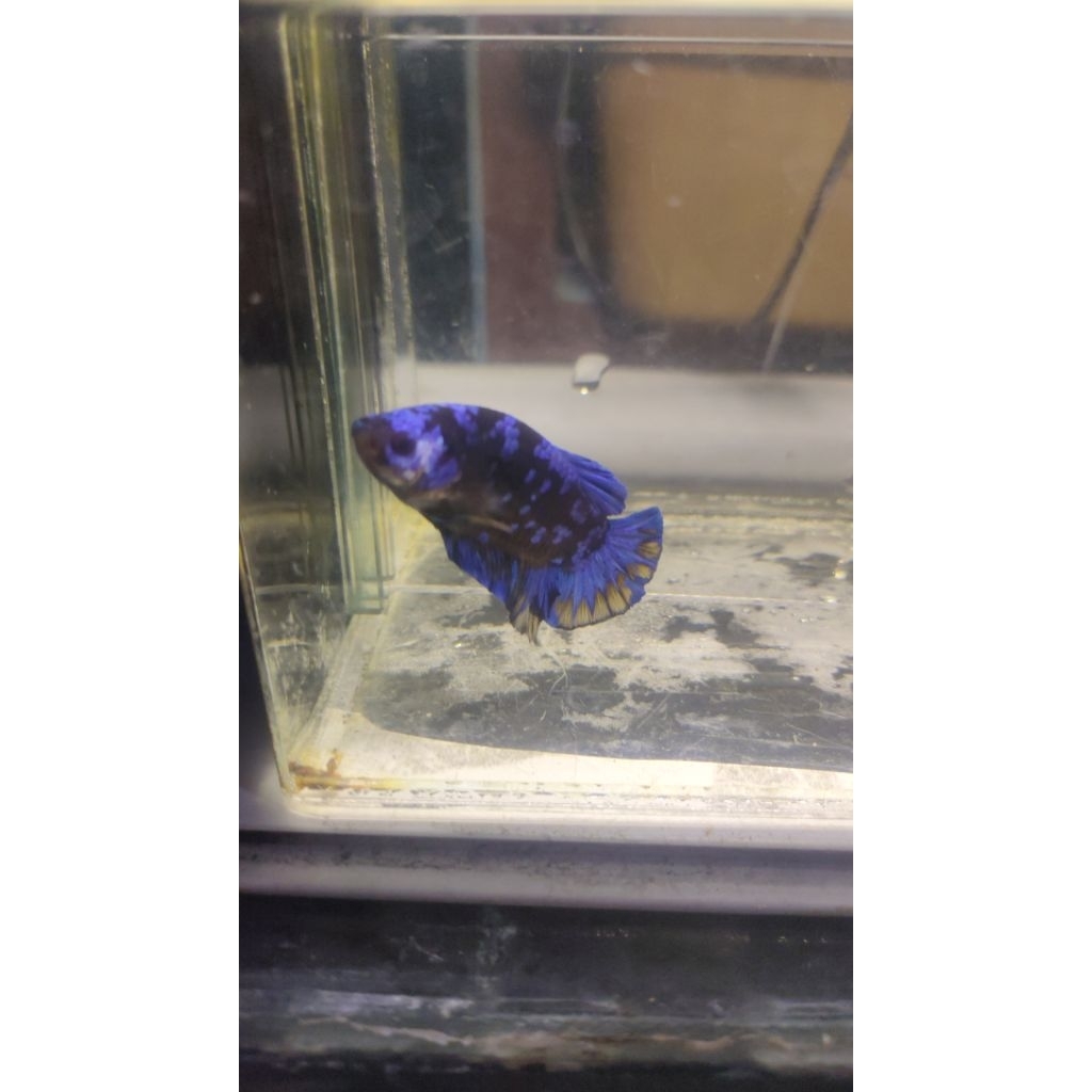 OBAT IKAN CUPANG AVATAR BLUE