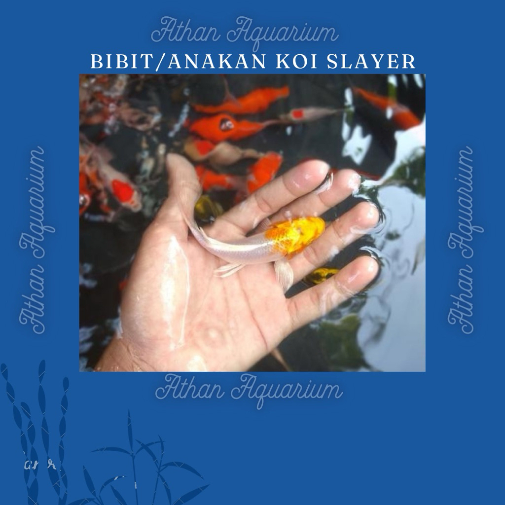 Koi metalic/ogon/platinum/tupai slayer size kecil/bibit/anakan ukuran 8-9cm