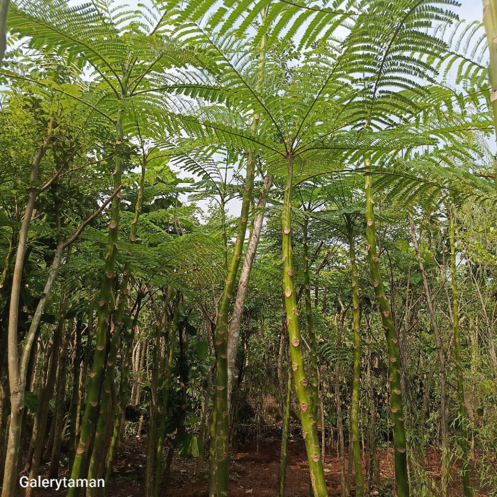 pohon solobium tinggi 3 meter