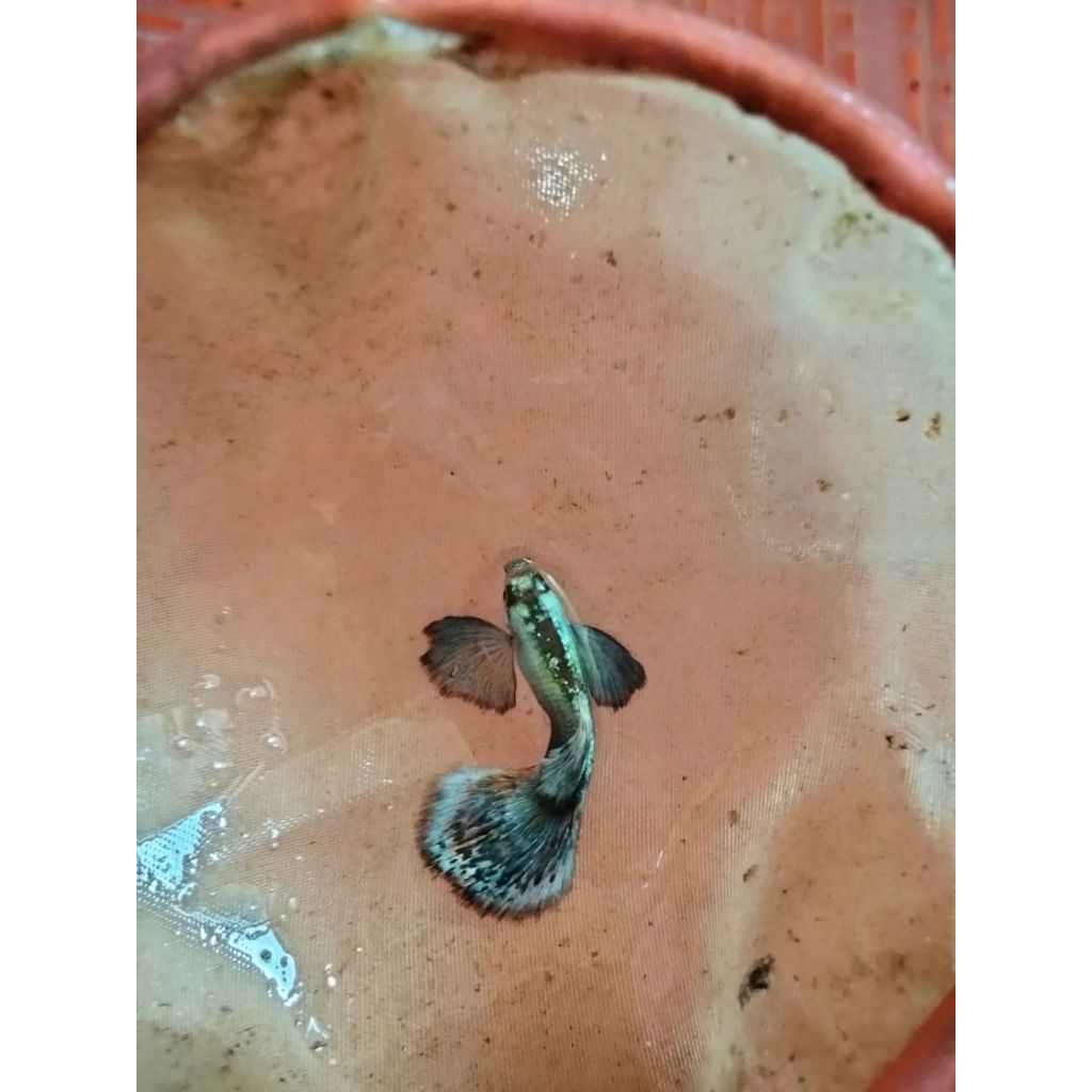 guppy platinum Japan red Dumbo ear