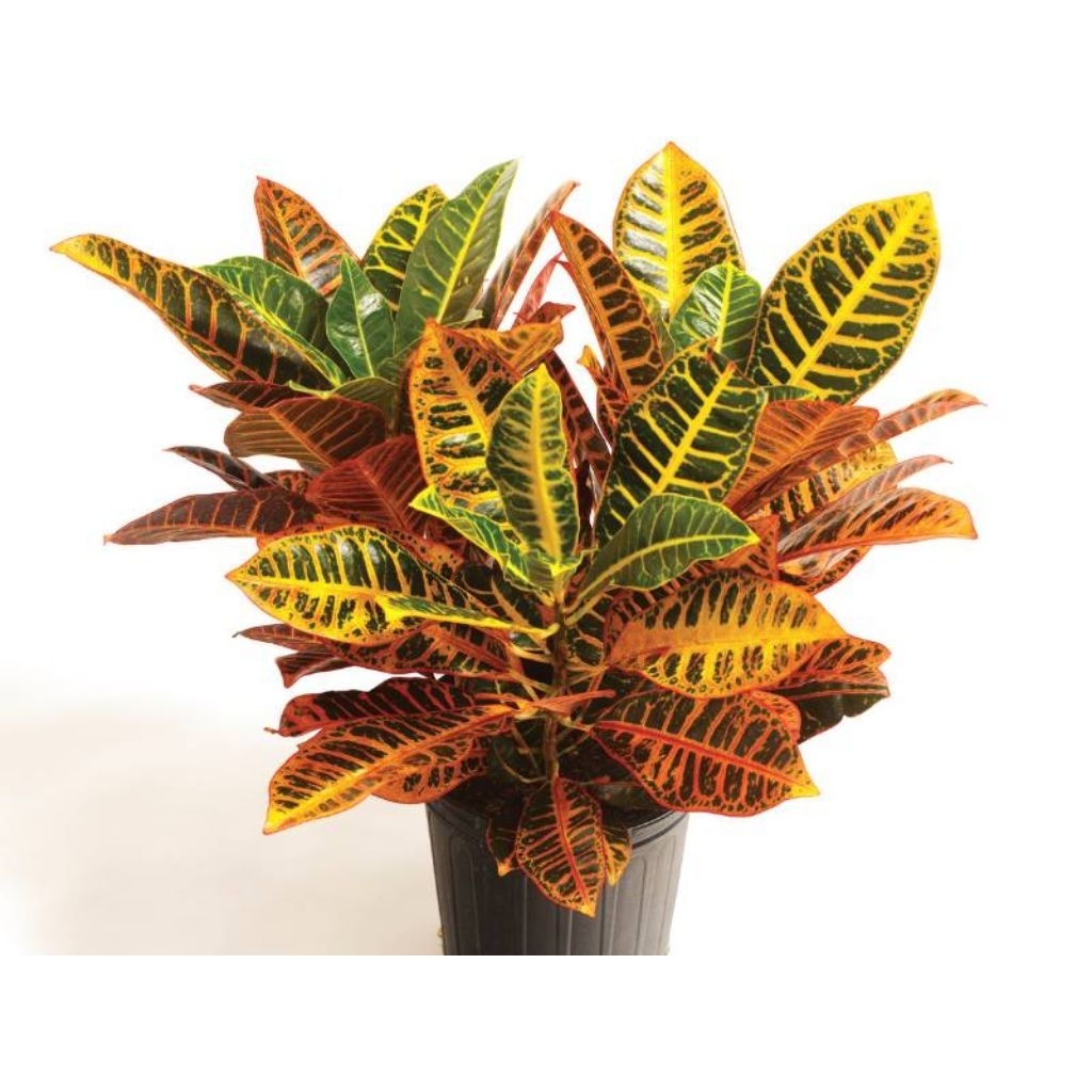 Tanaman Hias Puring Macan/ Pohon Puring Macan