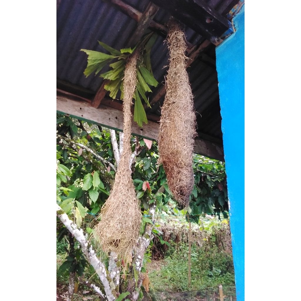 SARANG BURUNG MANYAR /TAMPUO ORIGINAL/ASLI BUKAN BUATAN.