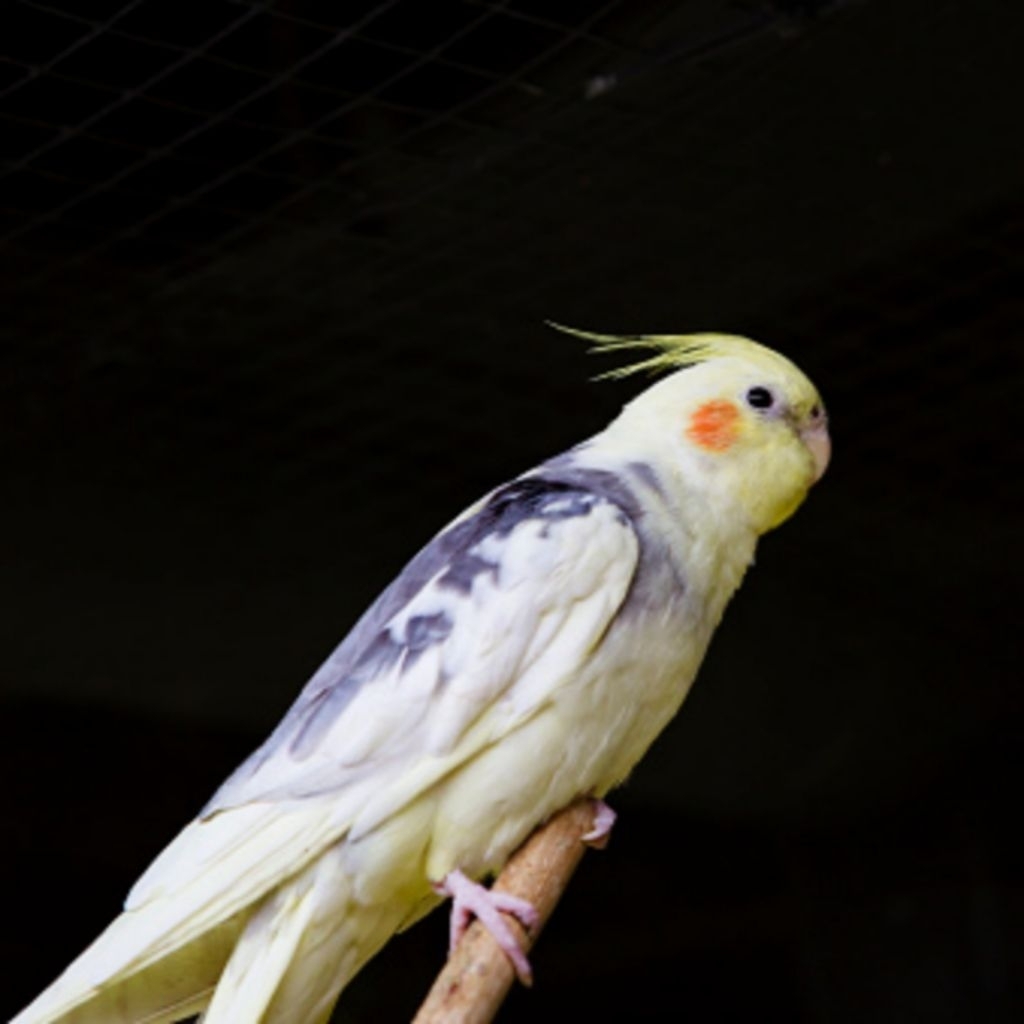 

TELUR BEO ROSELLA AUSTRALIA FERTIL SIAP TETAS