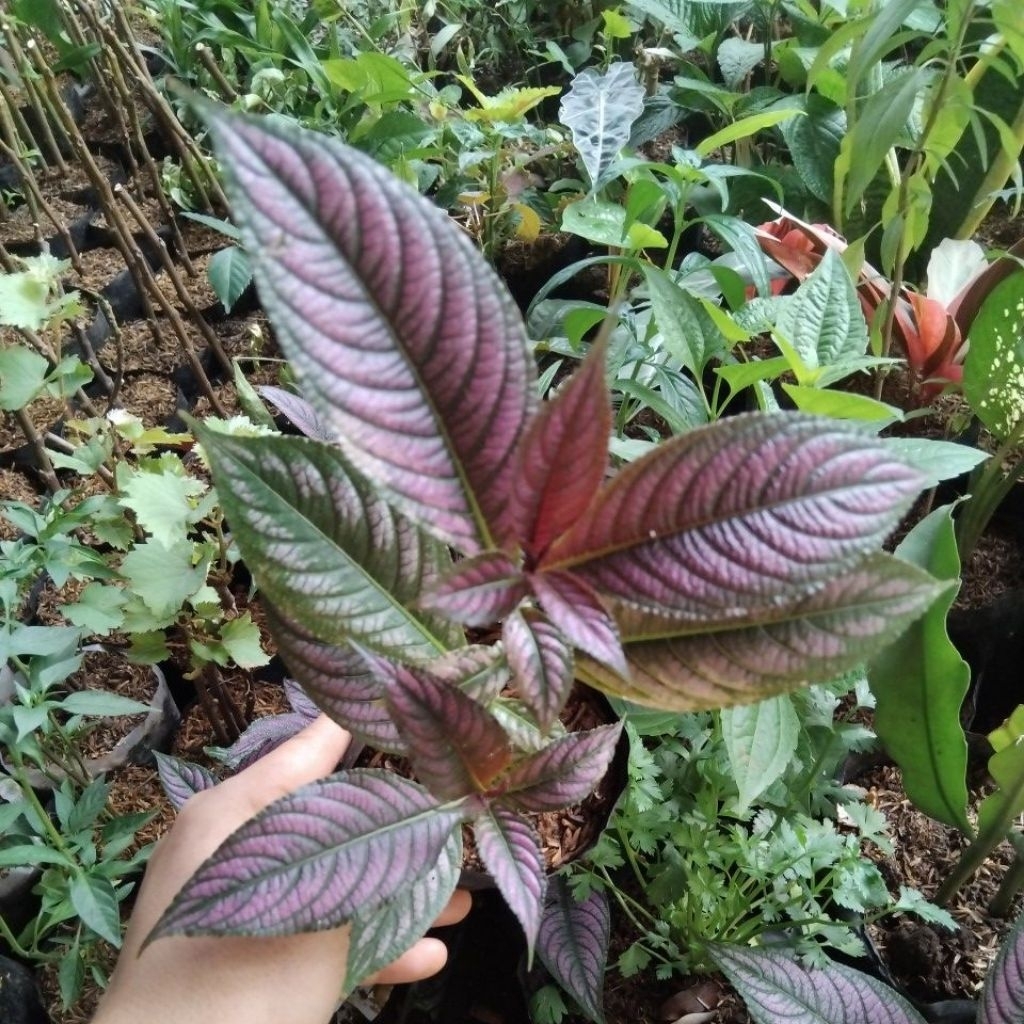 Tanaman keji beling daun ungu