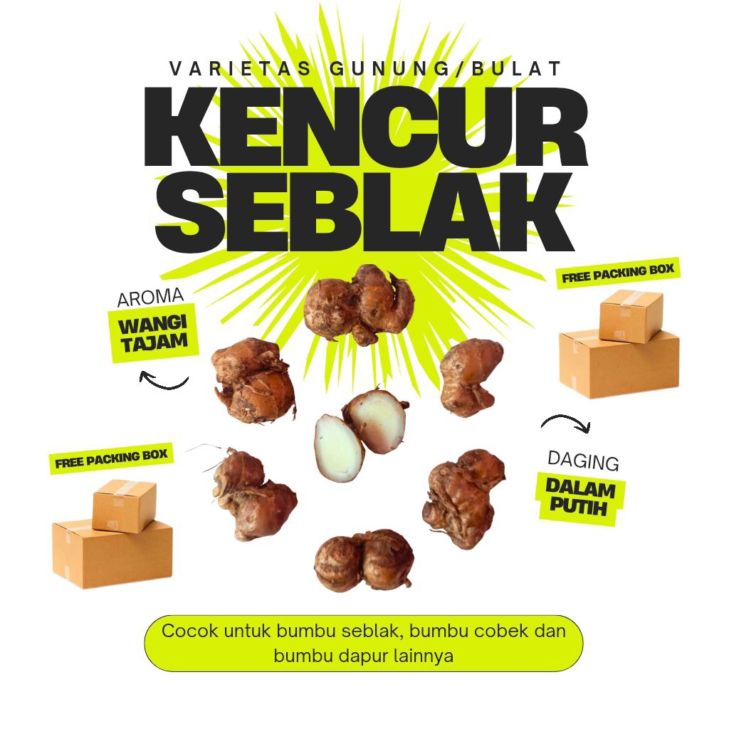 

Kencur Tua 1 Kg Kencur Seblak Kencur Gunung