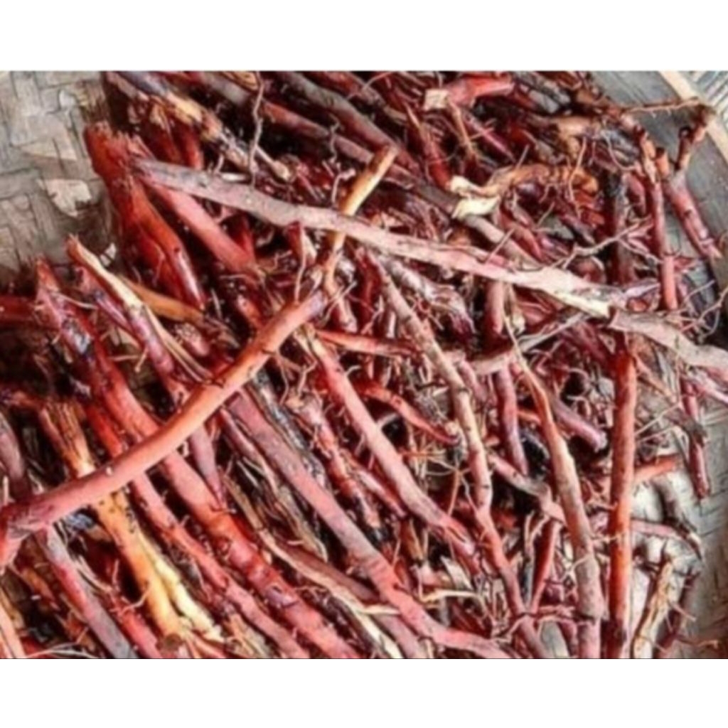 

Ready 500gr akar kelapa hijau segar