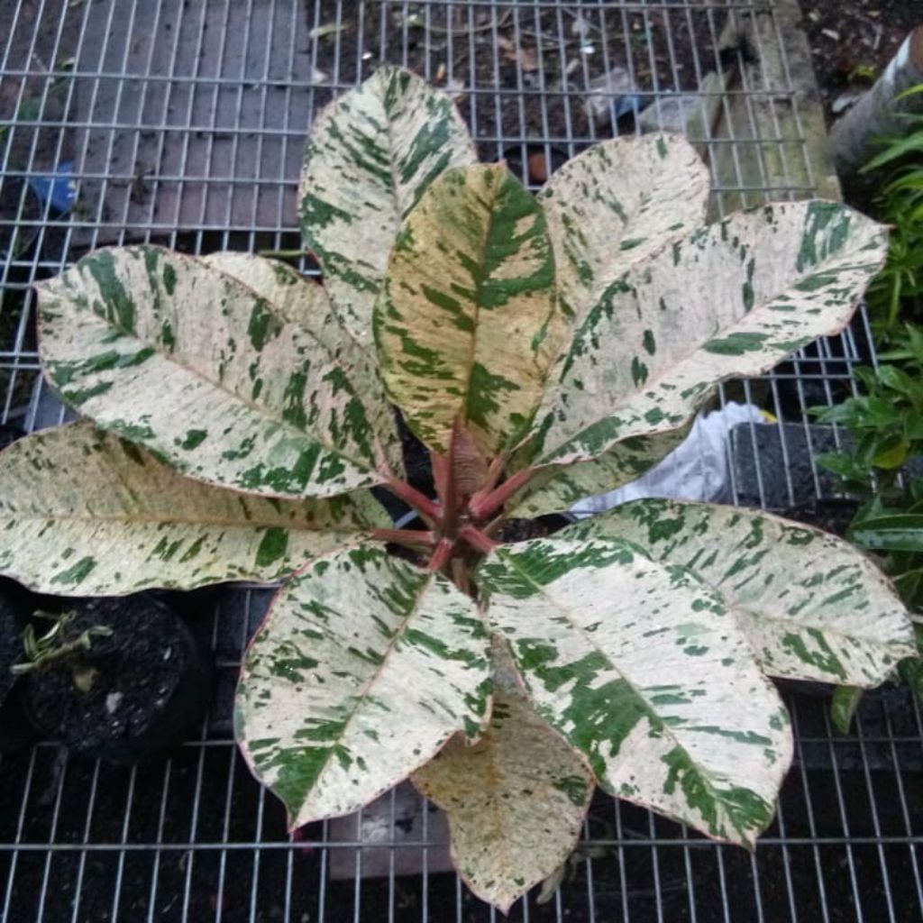 *PROMO* Plumeria Varigata/ Kamboja Varigata