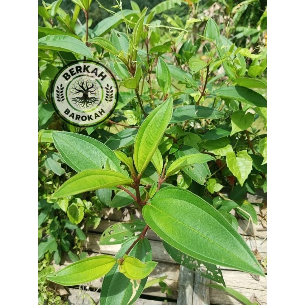 

daun senggani segar 1kg daun harendong daun seduduk berkualitas