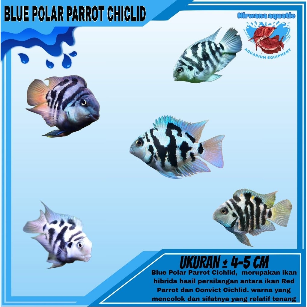 (INSTAN) BLUE POLAR PARROT CHICLID (BLUE & PLATINUM) - UKURAN KECIL & INDUKAN