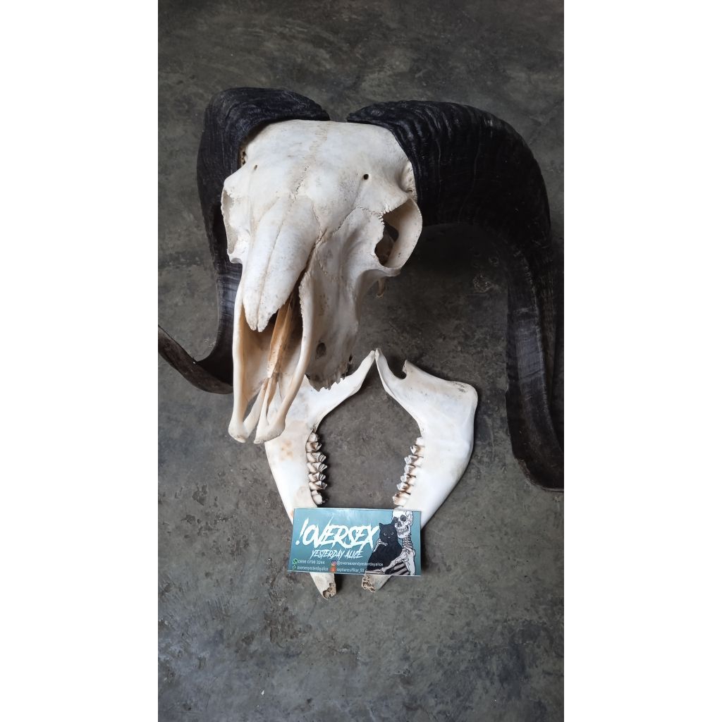 tengkorak kepala domba / kambing asli besar
