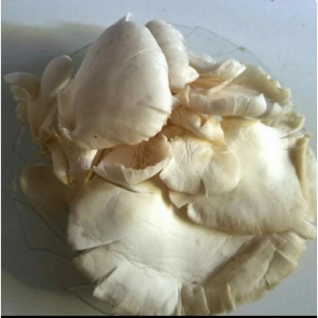 

Jamur tiram putih per 250gr