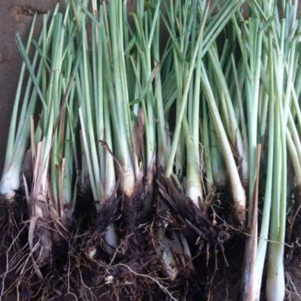 

bibit sereh putih bumbu dapur per 500gram