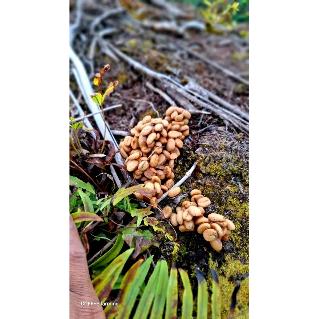 

Green Been Kopi Arabika LUWAK LIAR 1kg pure premium berkualitas