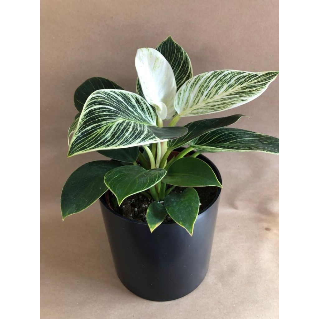 Philo birkin tanaman hias - Tanaman hias philo birkin