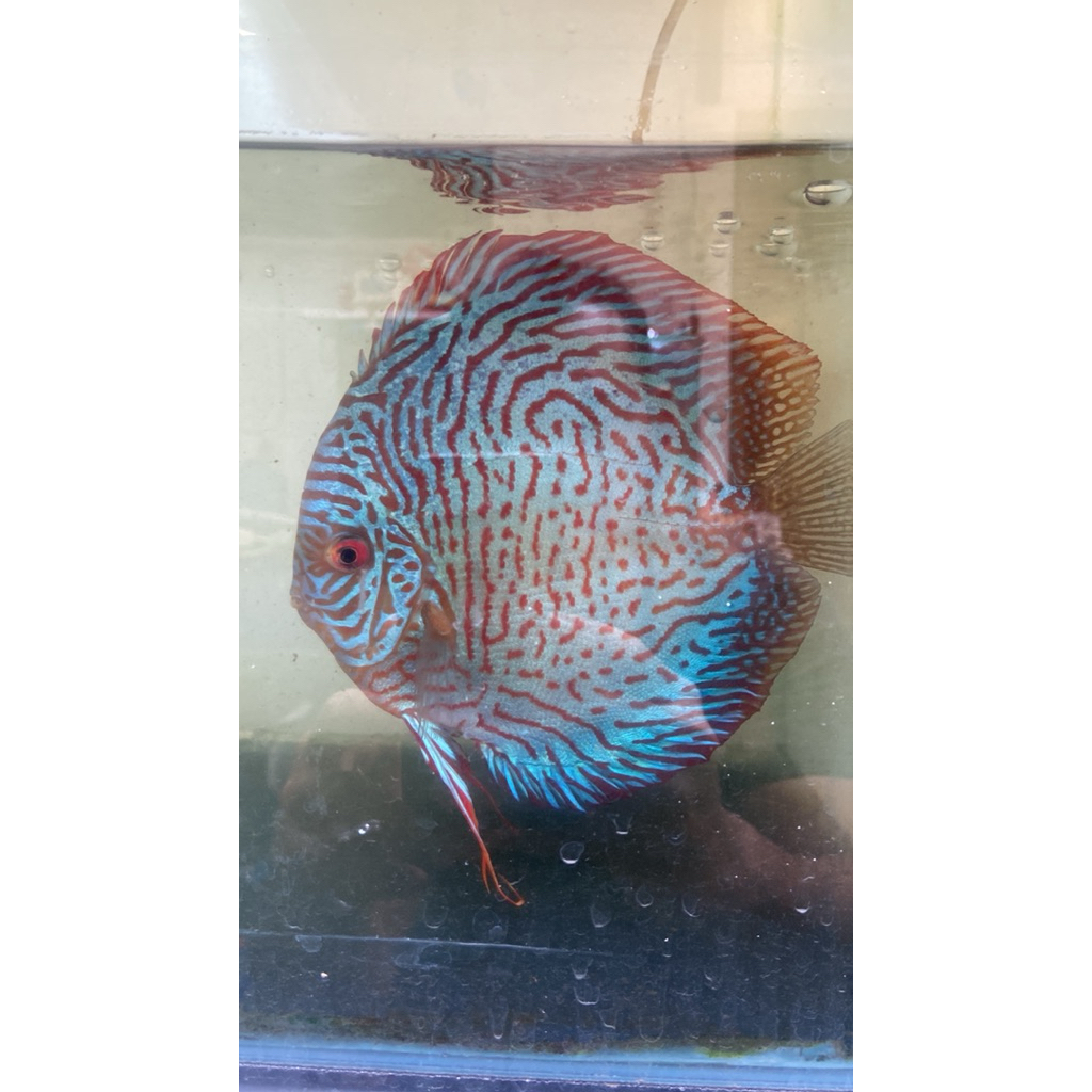 ikan discus tiger / DiSCUS