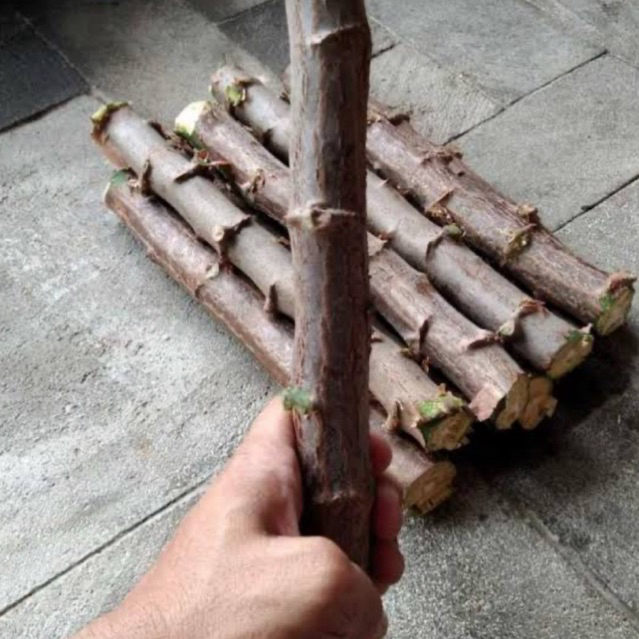 Bibit Ubi Kayu / Singkong Malaysia