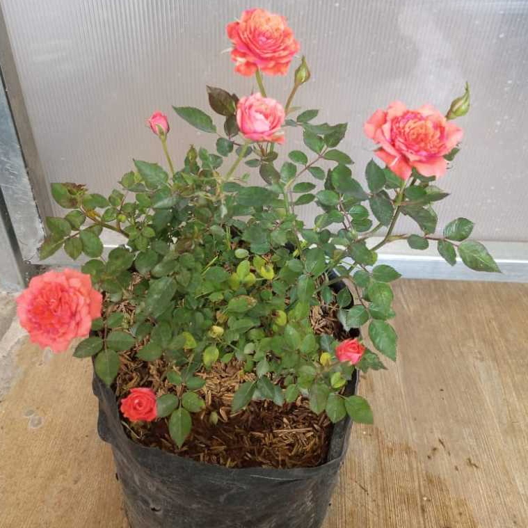 Mawar Rambat Ukuran Besar Rimbun| Mawar rambat