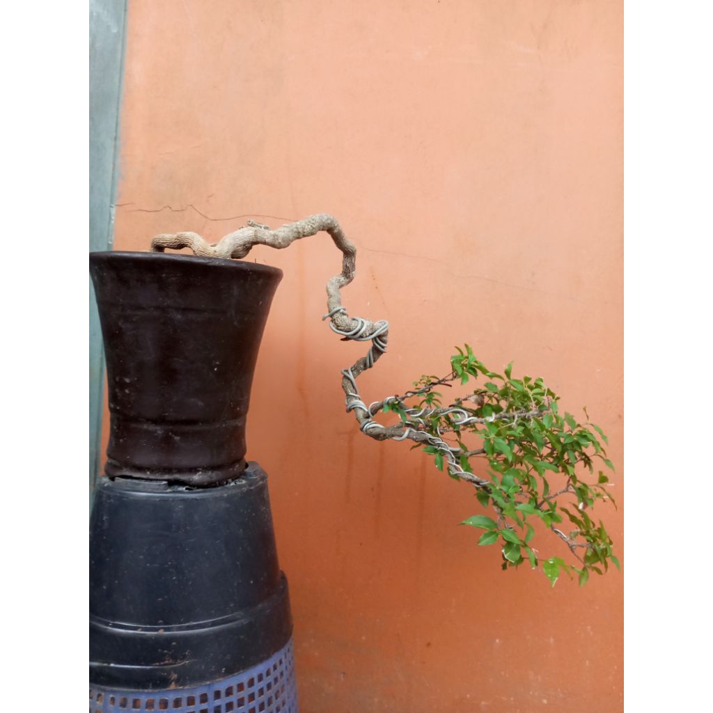 bonsai sakura bunga putih