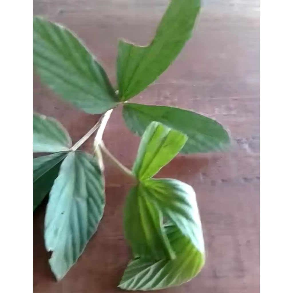 

DAUN OPO OPO OPO SEGAR 250 GRAM