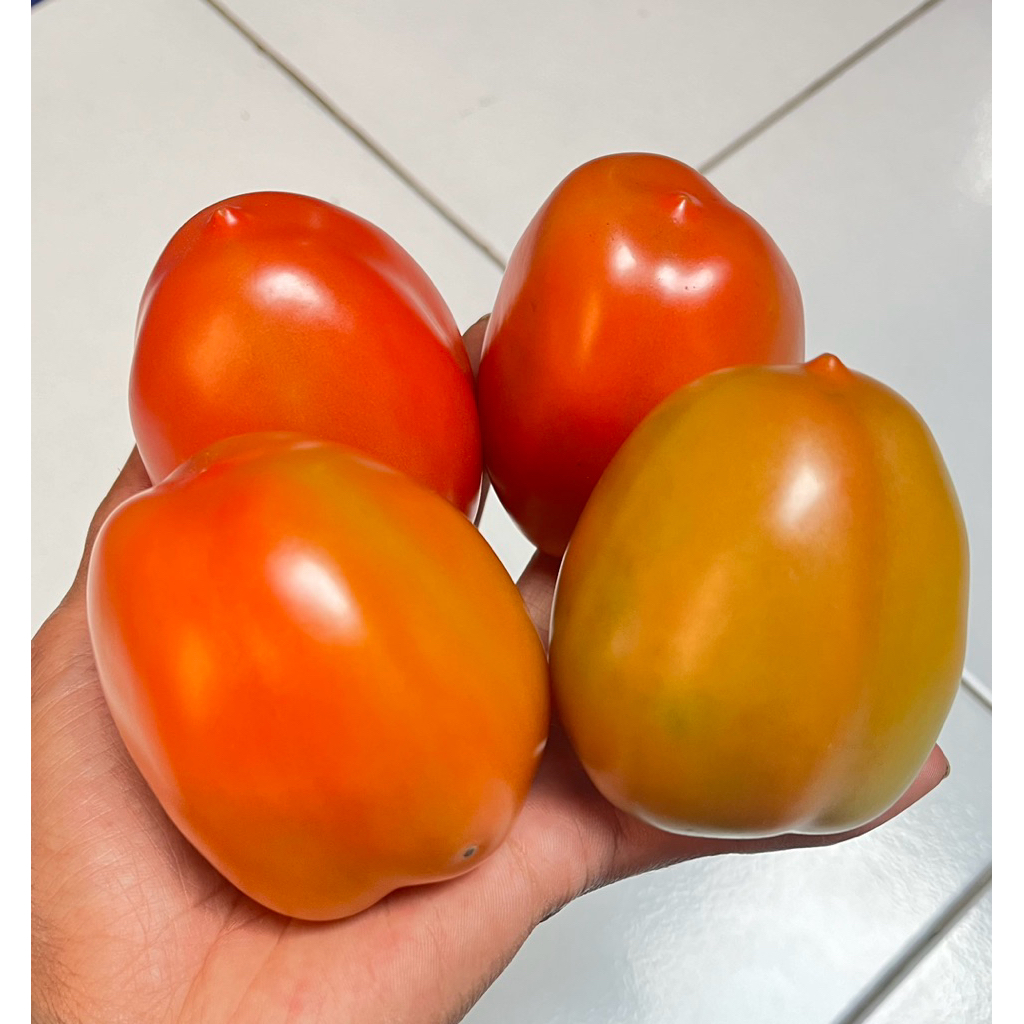 

tomat grade A / tomat sayur / tomat buah