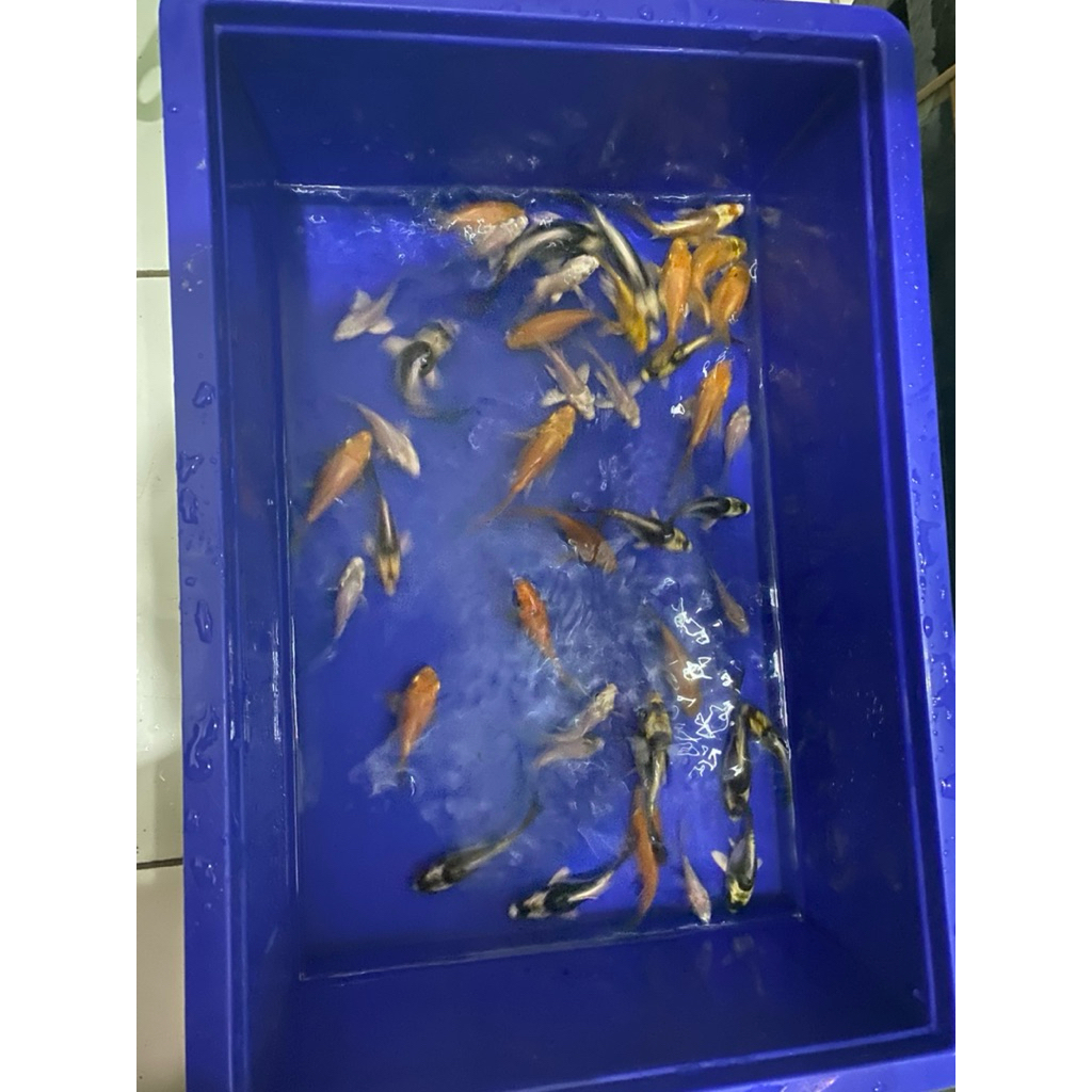 

stiker hudielong shortial mandarin,panda,red manggo