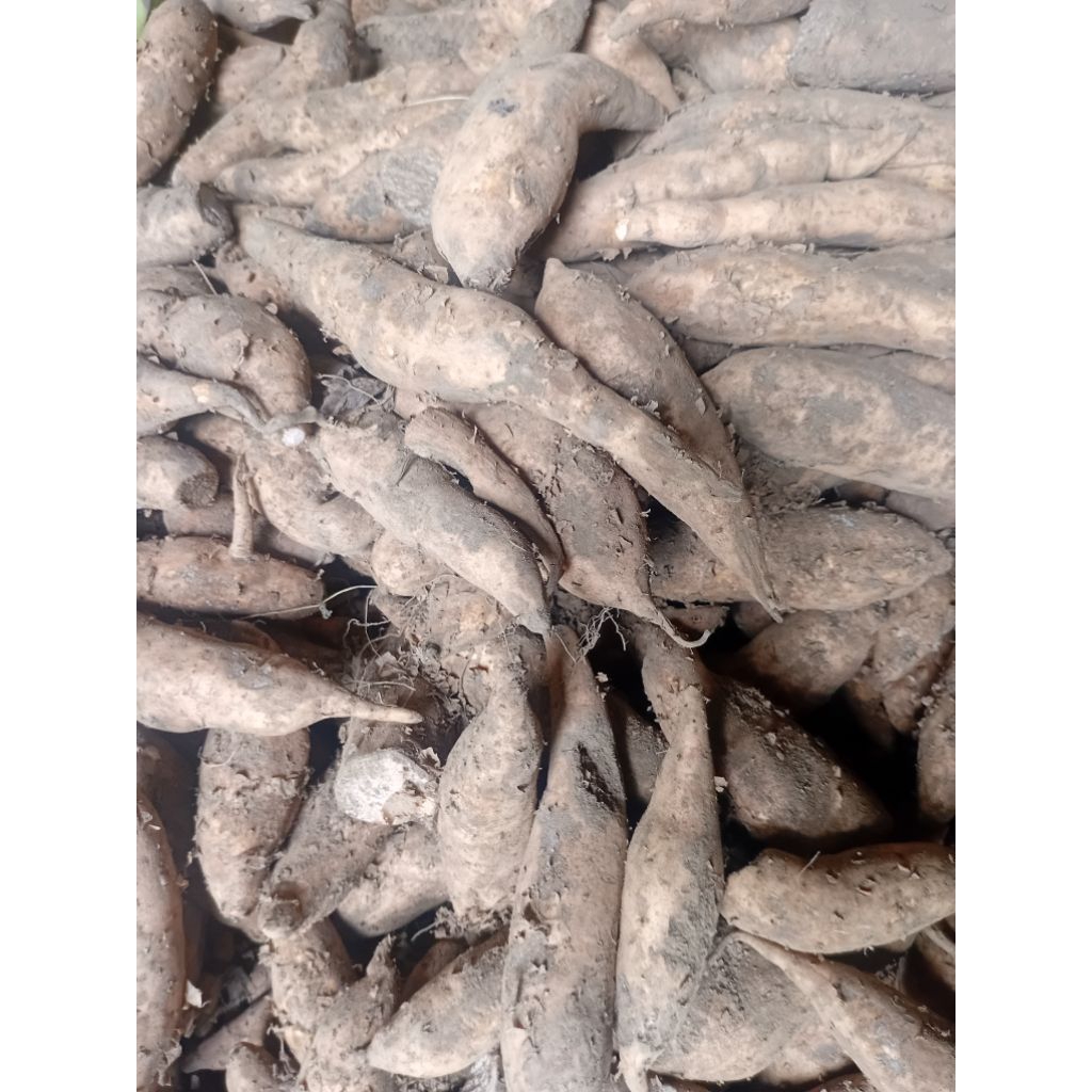 

Ready Ubi Cilembu / Ubi Madu