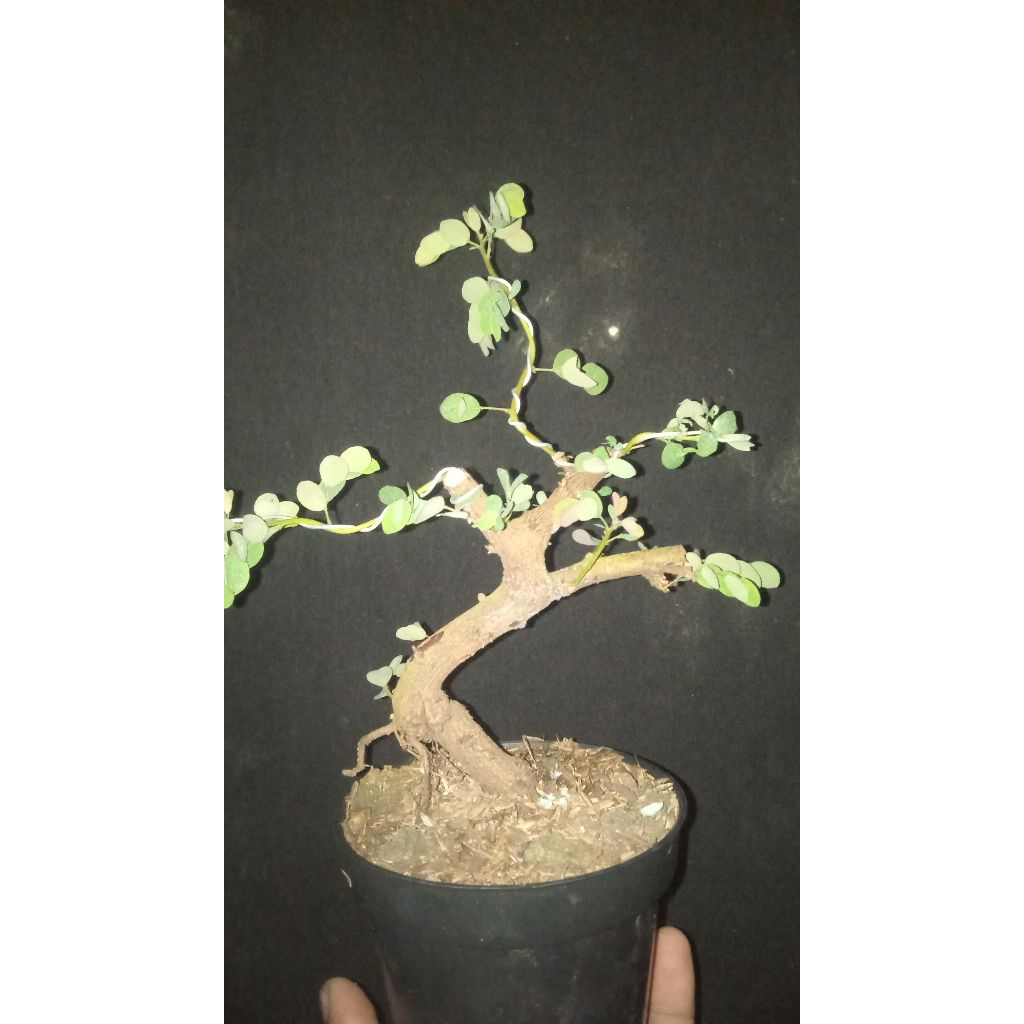 bonsai mame ileng ileng