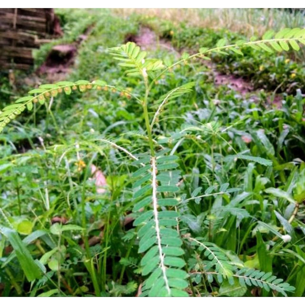 

herbal daun Meniran segar 100 gram tanaman meniran