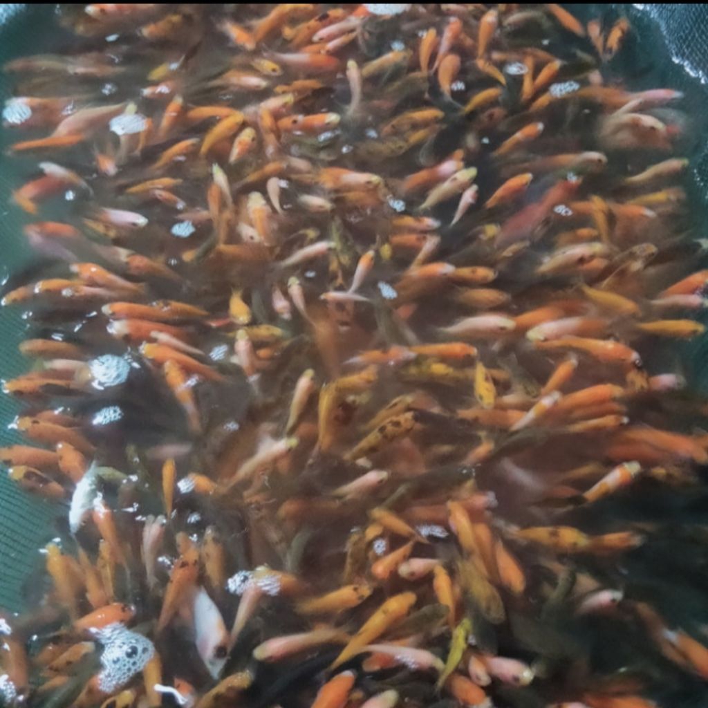 Bibit ikan Baby Mas Literan