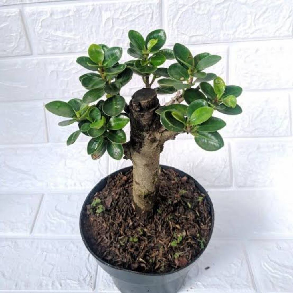 (COD) JUAL bibit tanaman beringin korea - beringin korea bahan bonsai - beringin korea