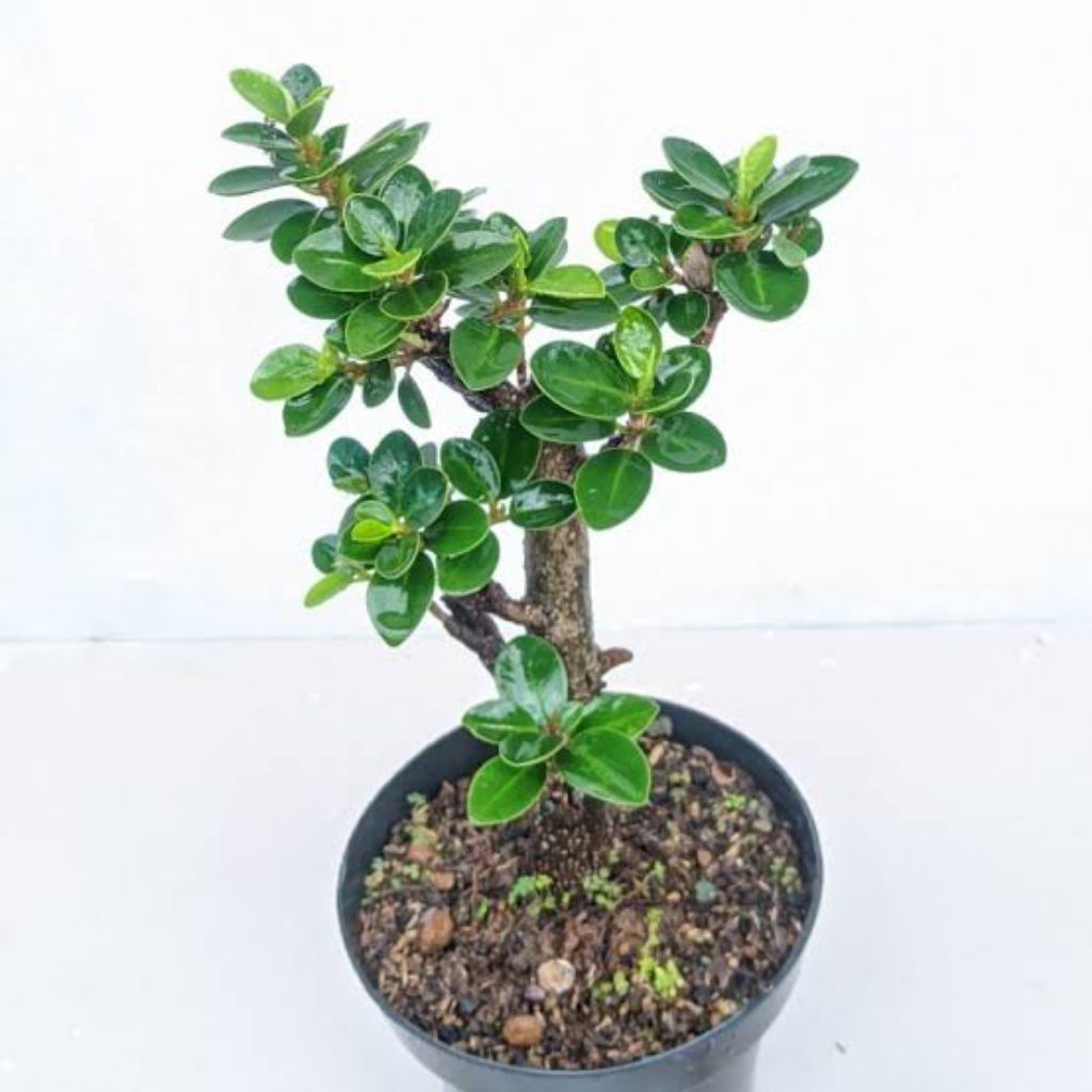 JUAL bibit bonsai beringin korea - tanaman hias beringin korea bahan bonsai - beringin korea
