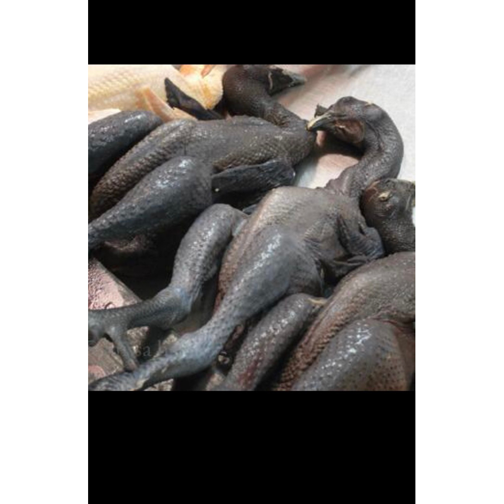 

Chicken Black local whole / daging ayam kampung hitam 400- 500 gram