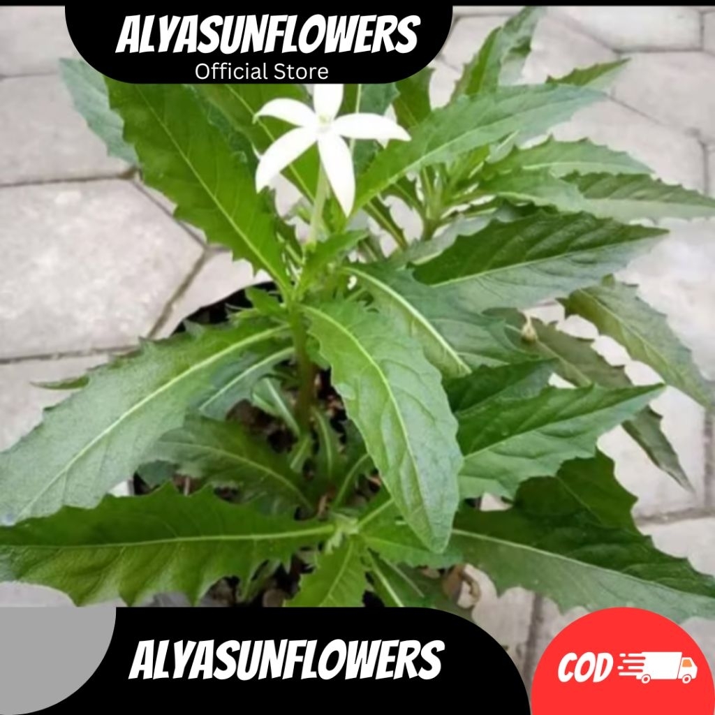 Kitolod Tetes Mata, Kitolod Tanaman, Bunga Kitolod Kesehatan Mata (laurentina longiflora)