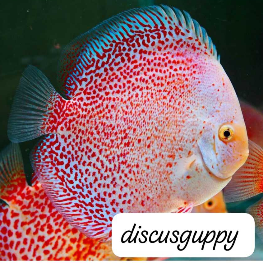 Snow  White Leopard Discus - Enhanced Edition