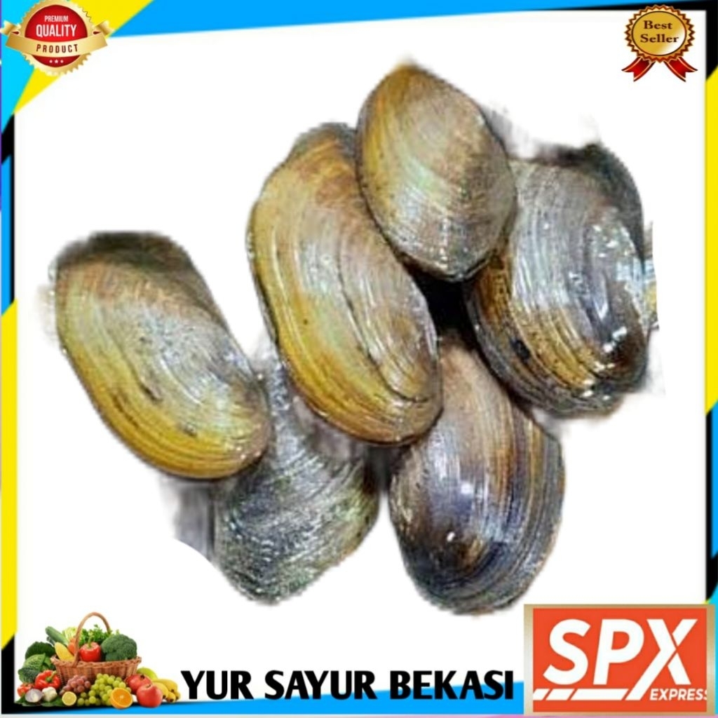 

Kerang Kijing Hidup 1kg.