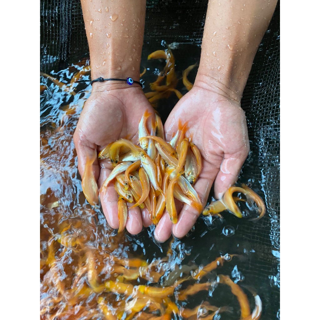 

benih ikan melem / nilem kuning dan hitam