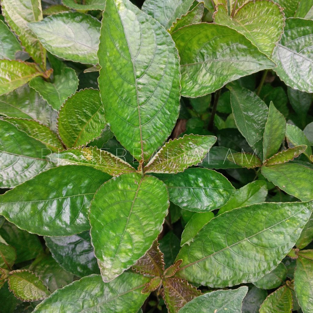 

Daun keji beling atau daun pecah beling belum kering