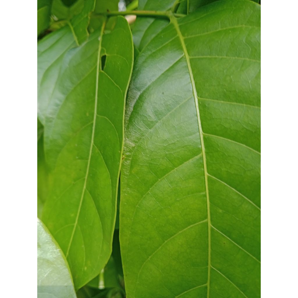 

Daun mahoni segar /150 lembar