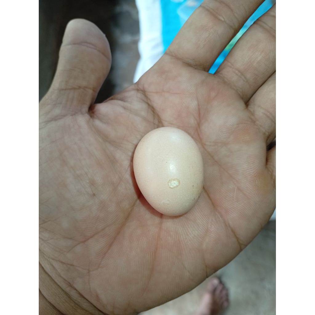 

telur ayam jago putih yang super langka