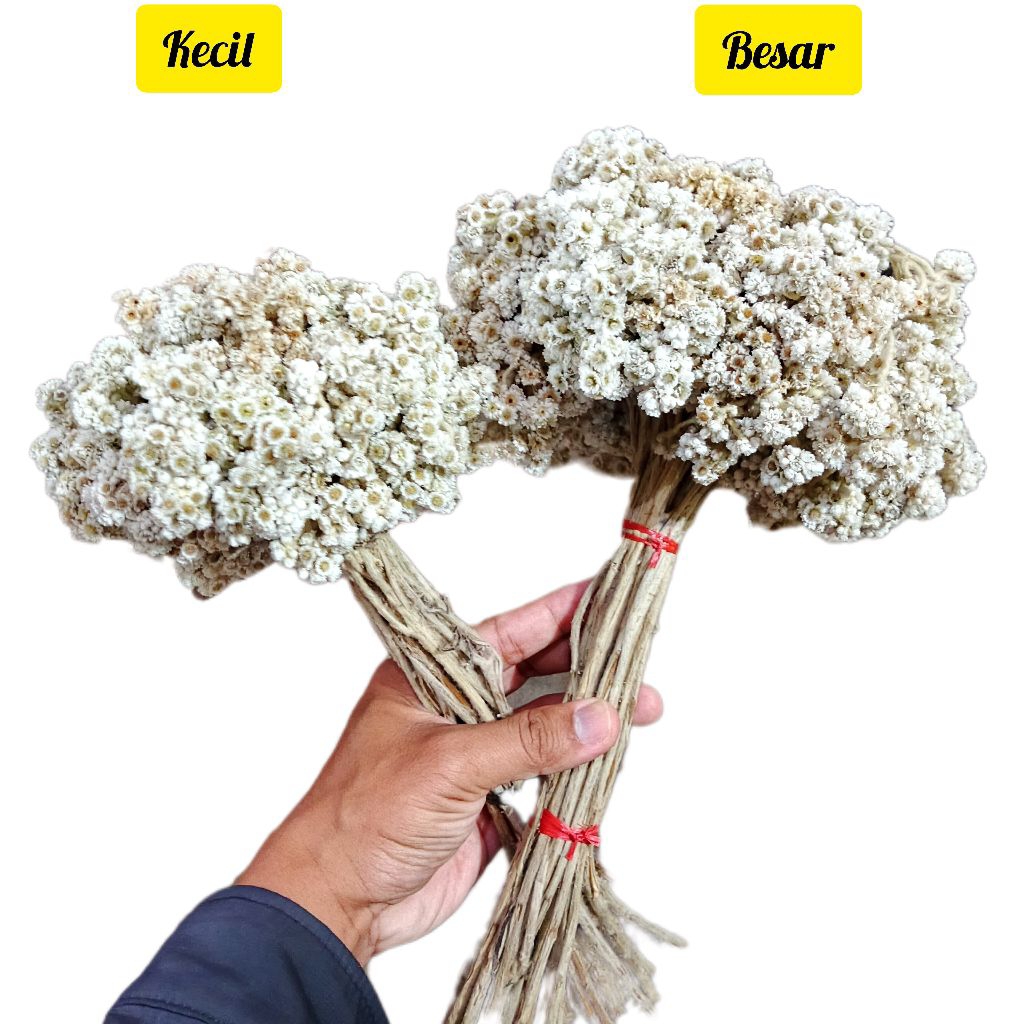 Bunga edelweis - dekorasi bunga edelweis - edelweis kering - edelweis Merapi - edelweis Bromo - edel