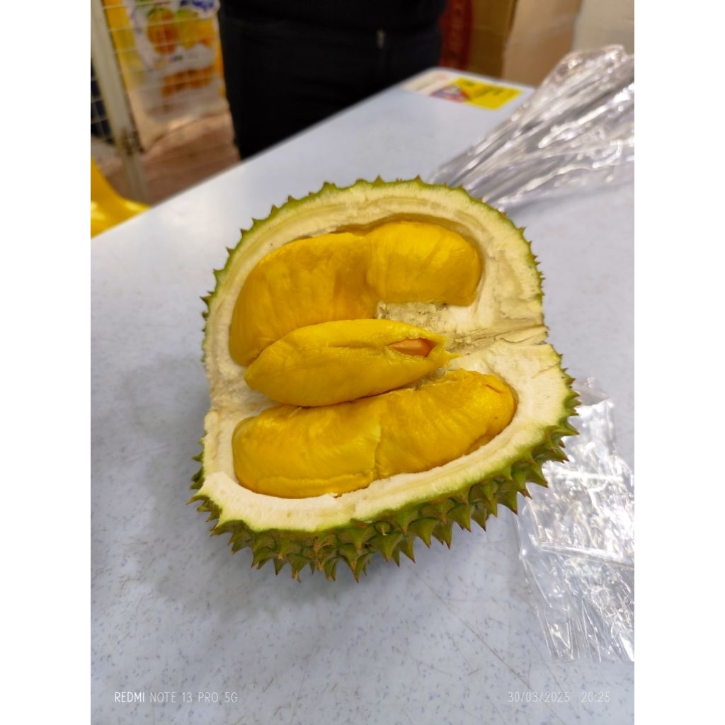 

durian musang king