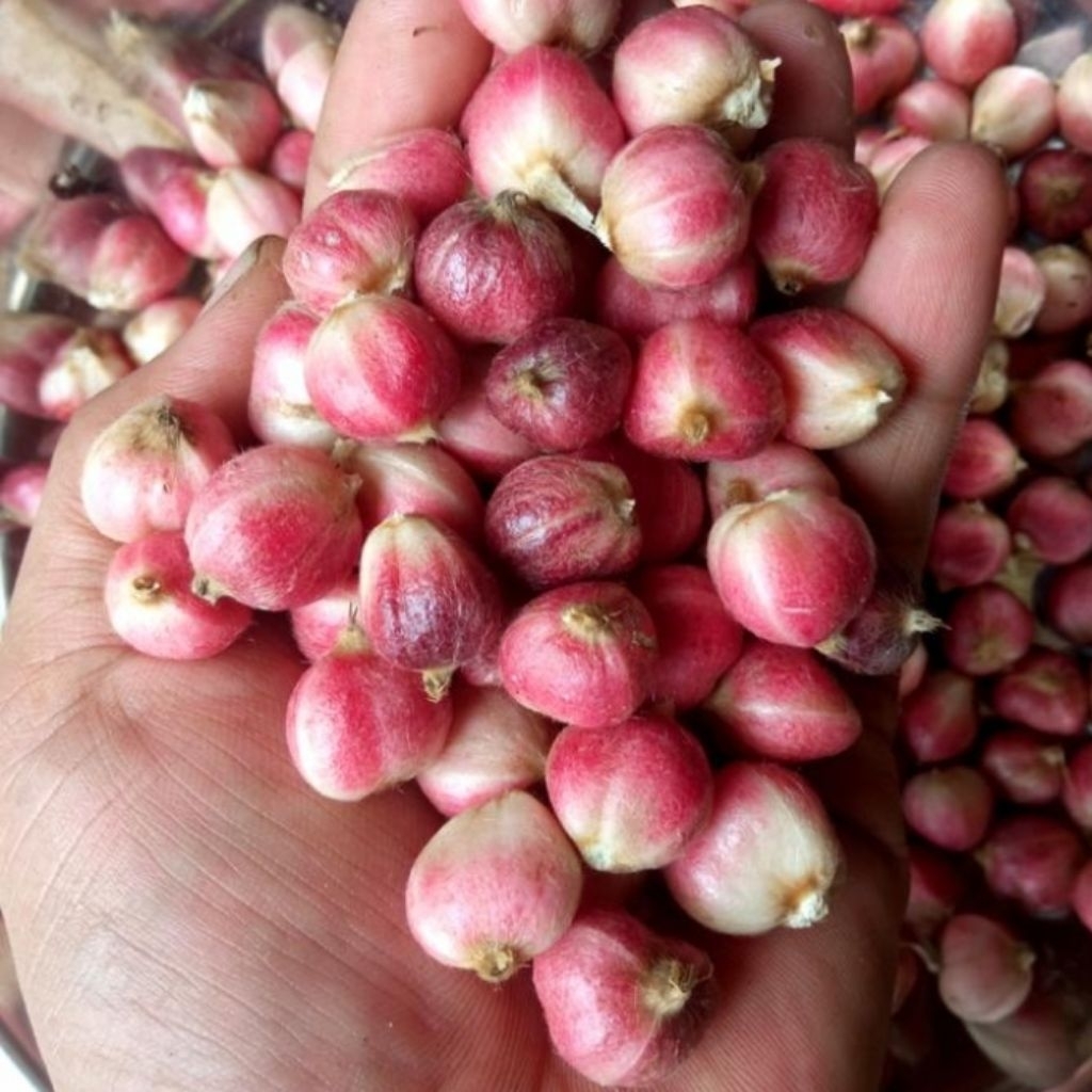 

buah kapul basah segar per 500gram