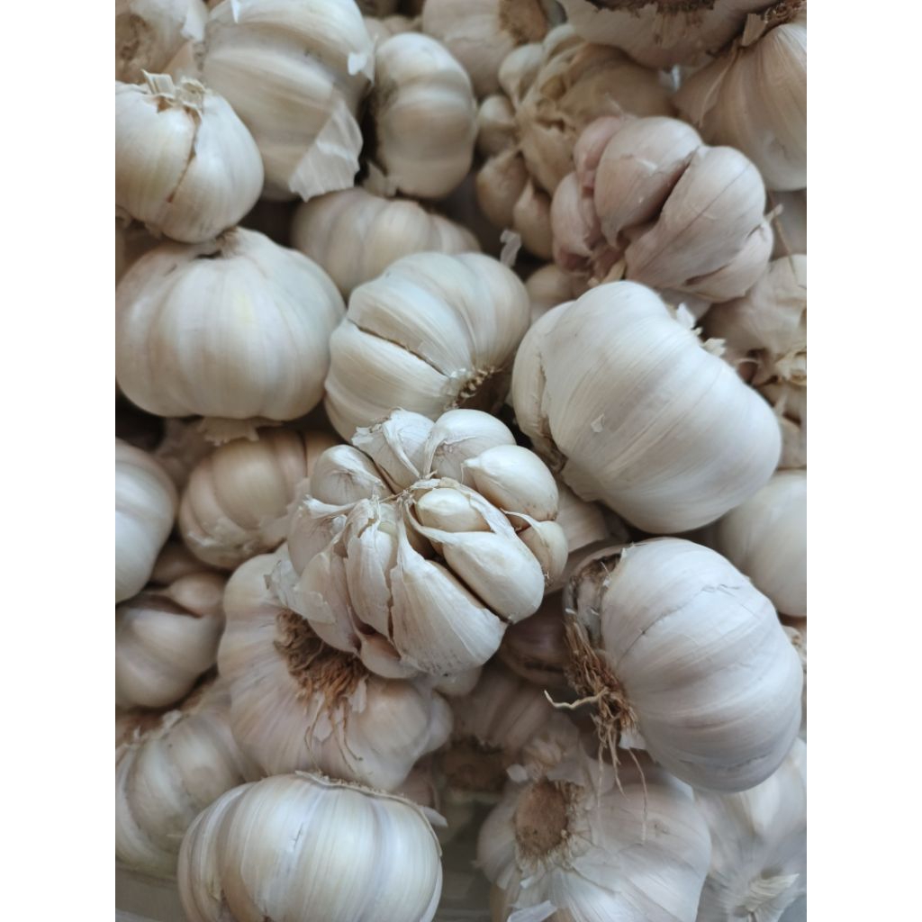 

Bawang putih 1kg baput jumbo besar segar